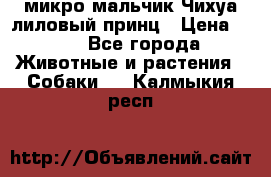 микро мальчик Чихуа лиловый принц › Цена ­ 90 - Все города Животные и растения » Собаки   . Калмыкия респ.